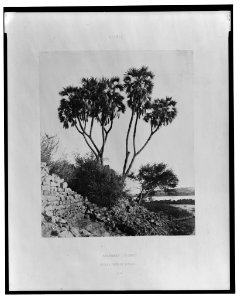 Kalabcheh (Talmis) - palmier doum et mimosa - FT (monogram) Félix Teynard. LCCN2001695365