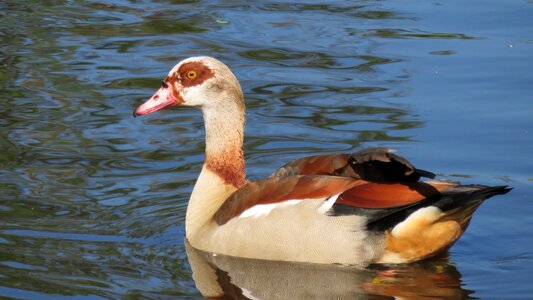 Waterfowl nature brown photo