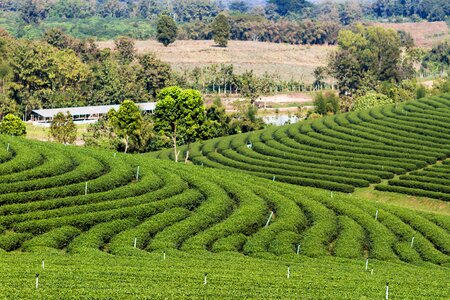 Farm landscape nature photo