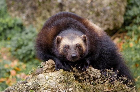 Animal cute wolverine