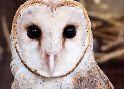 Wildlife portrait animal eye