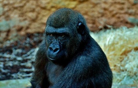 Monkey animal zoo