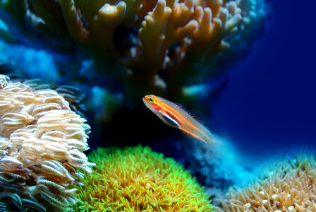 Underwater reef water photo