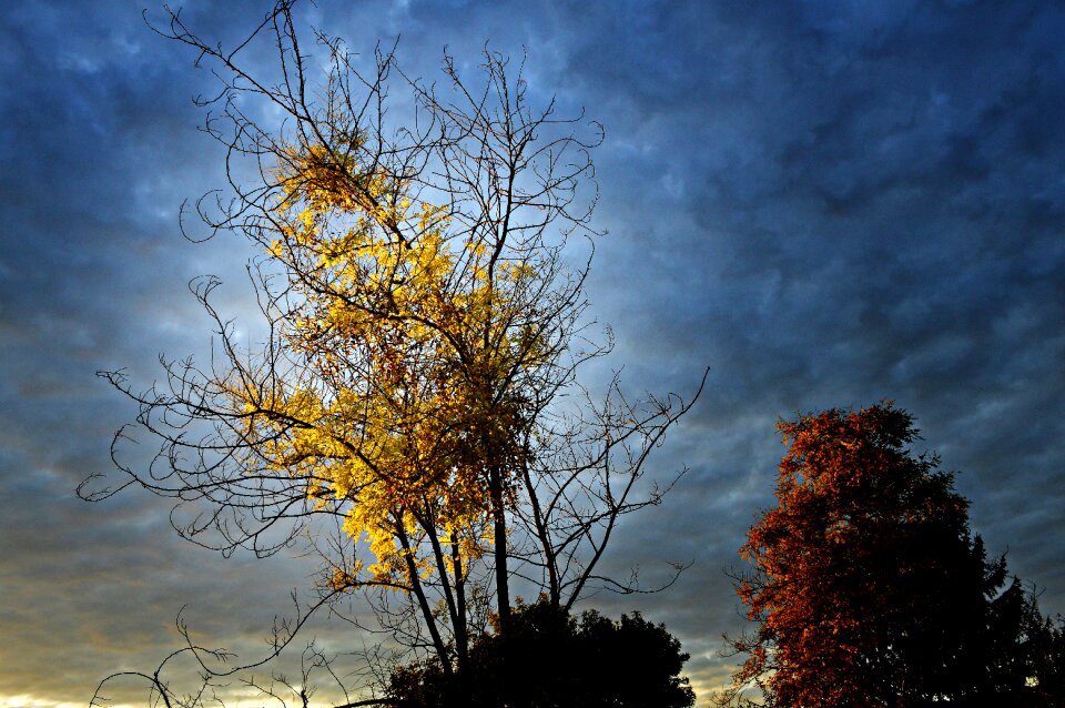 Nature colorful leaves yellow leaves