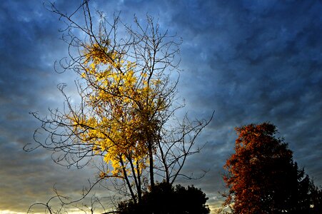 Nature colorful leaves yellow leaves