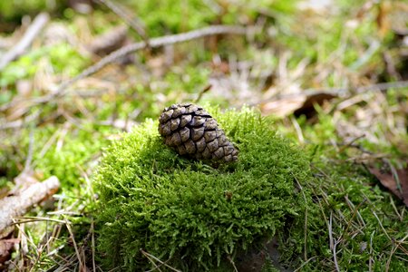 Forest tree cones photo