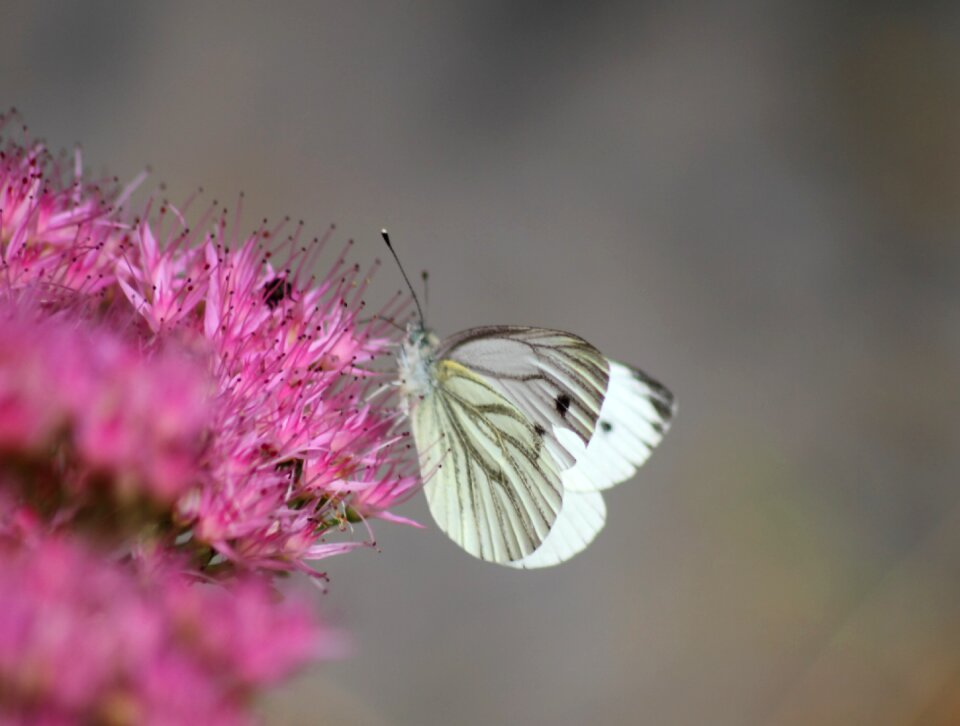 Insect blossom bloom