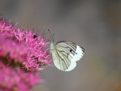 Insect blossom bloom