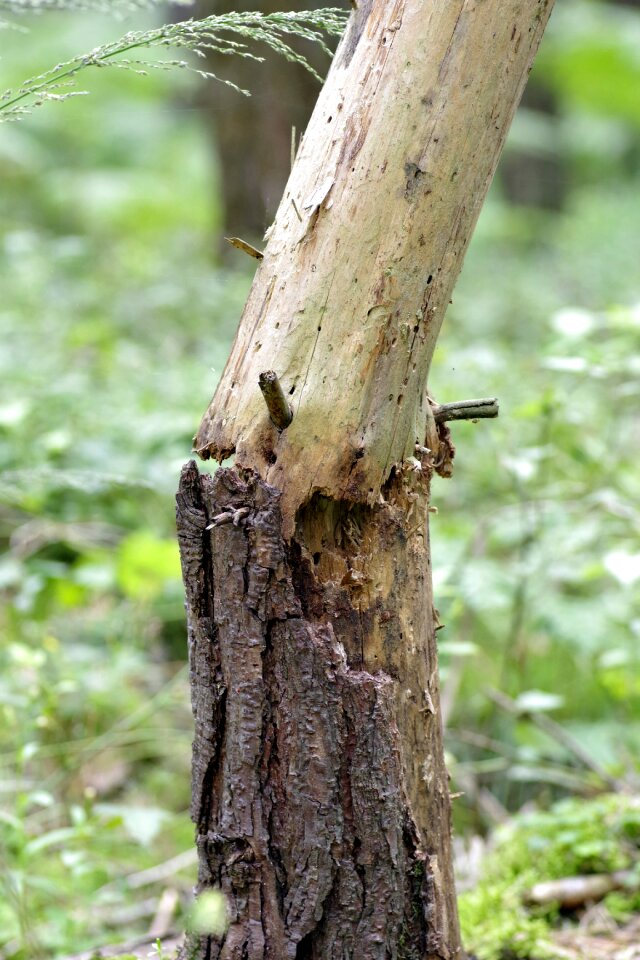 Konar broken tree destroyed