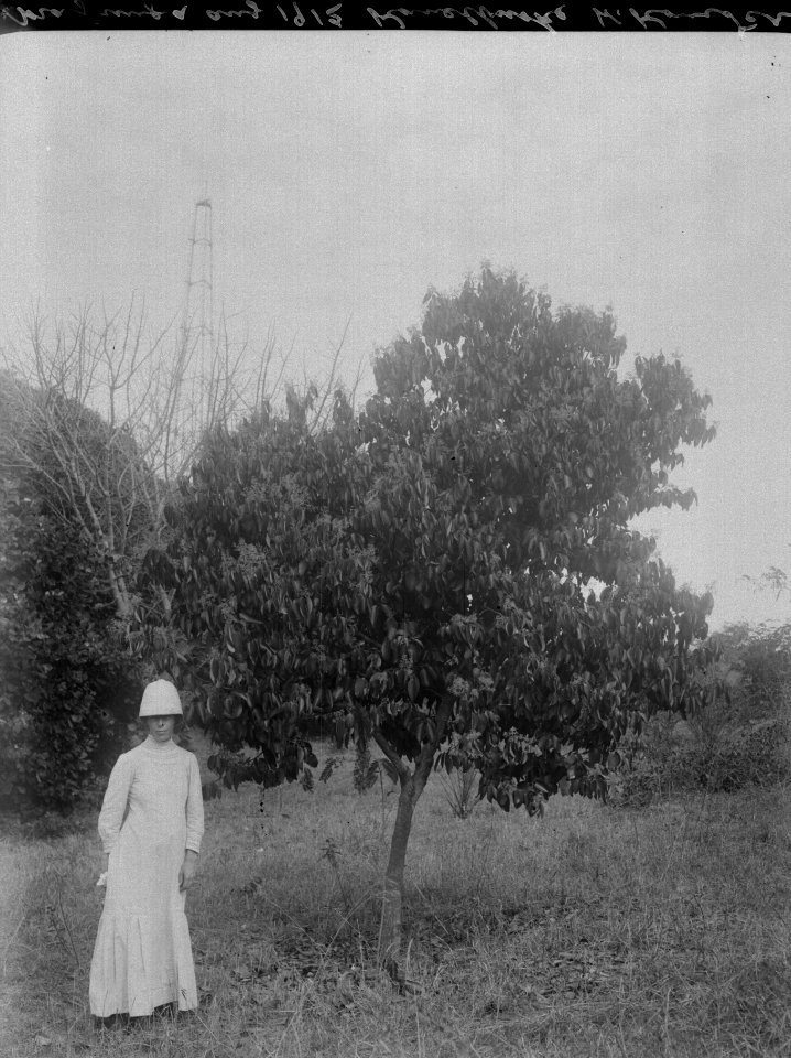 Kanelbuske. Mahajanga, Majunga. Madagaskar - SMVK - 021993