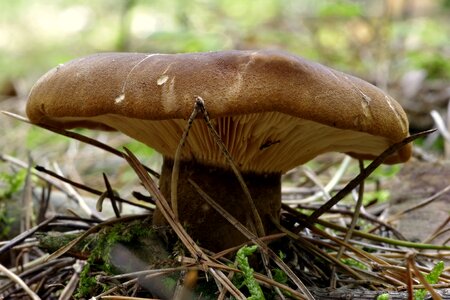 Macro hat undergrowth