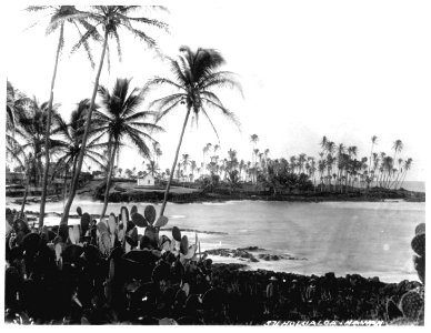 Kamoa Point, Kona Circa 1890 photo
