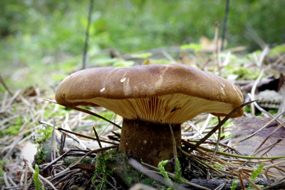 Macro hat undergrowth