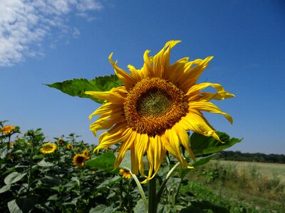 Yellow blooming sunflower agriculture photo
