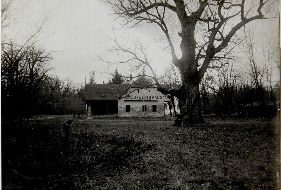 Kampfspuren im Jungenwald, südlich von Sibiu (Nagyszeben, Hermannstadt), 27.11.1916 (BildID 15549425)