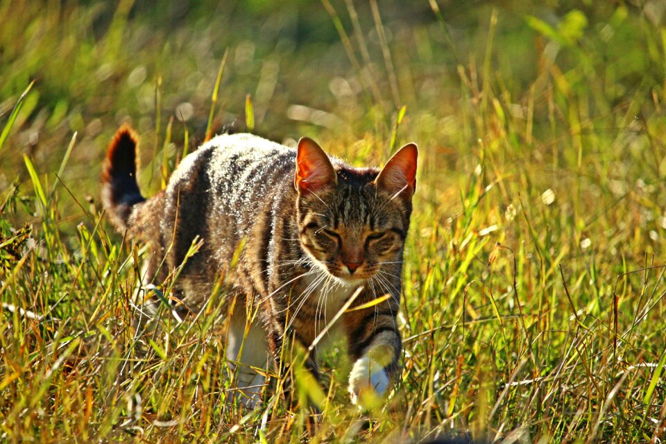 Mackerel grass kitten