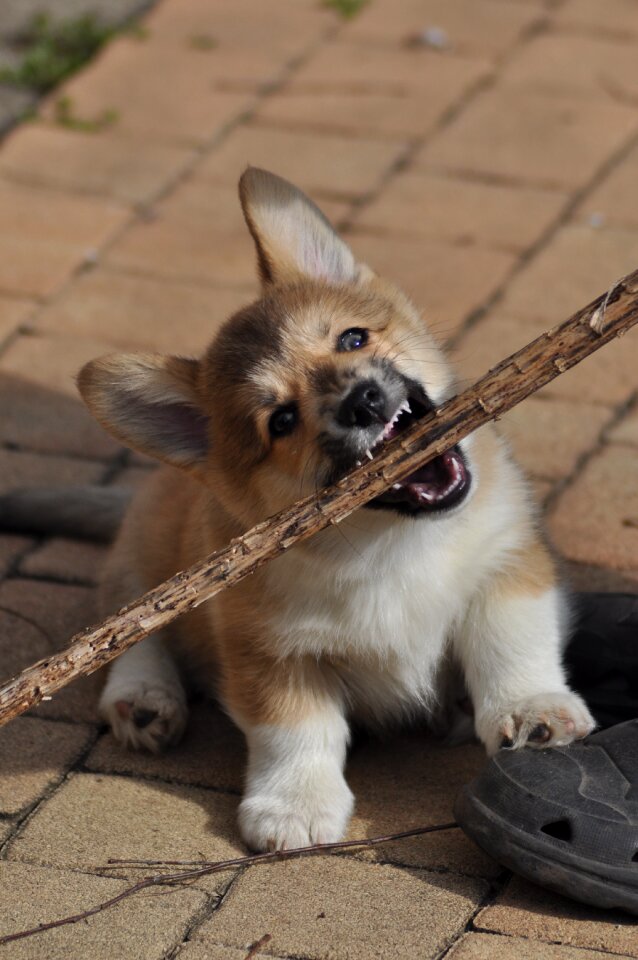 Little mammal my favorite