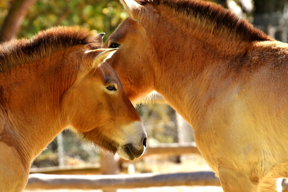 Smooch animal world nature
