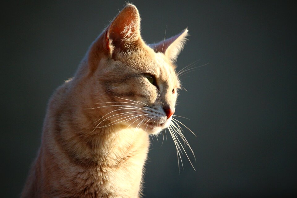Kitten mackerel breed cat