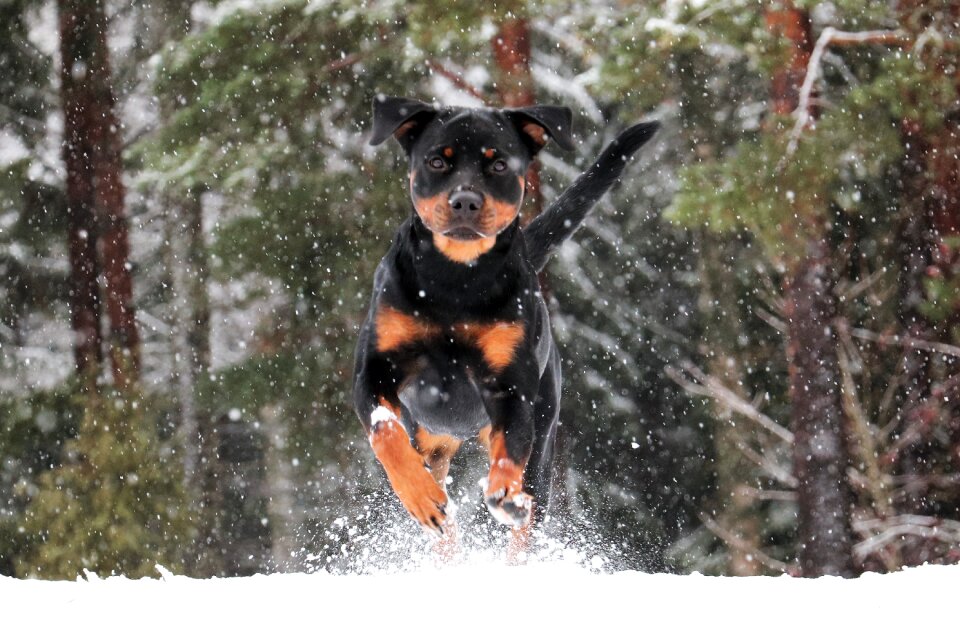 Pet animals snow