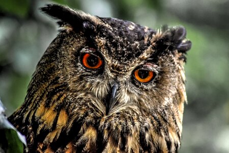 Sharp look bird bird of prey