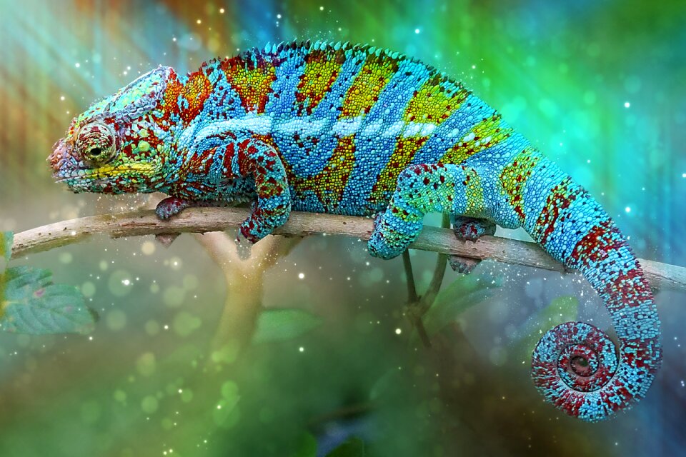 Coastal lowland panther chameleon creature