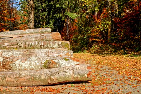 Like wood stack photo