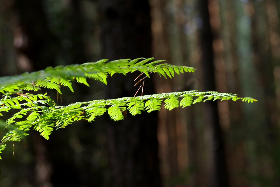 Forest green nature