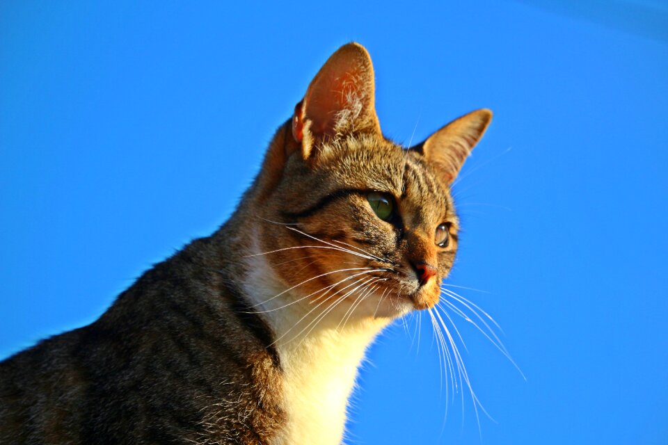 Cat kitten domestic cat