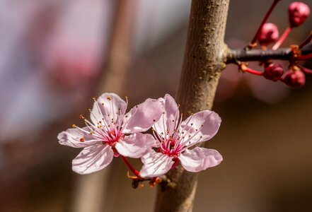 Ornamental cherry plant tree photo