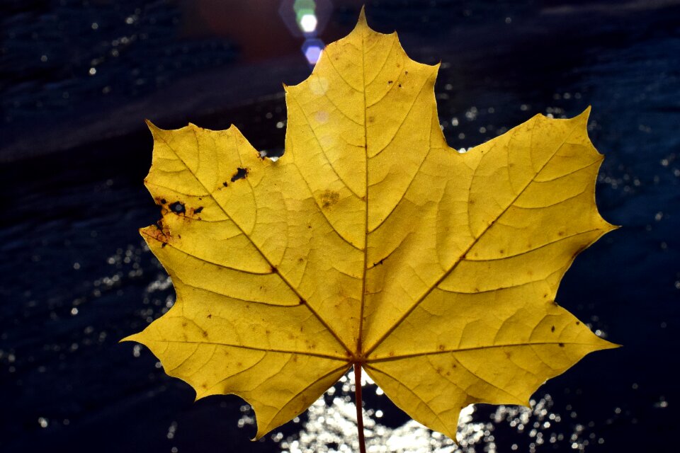 Golden autumn nature transience