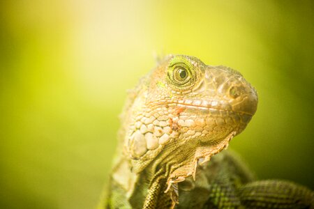 Wild life tropical animalia