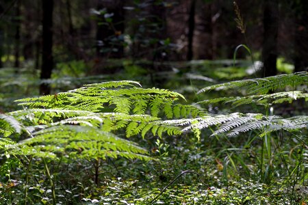 Forest green nature