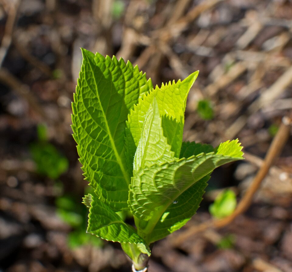 Ornamental shrub plant