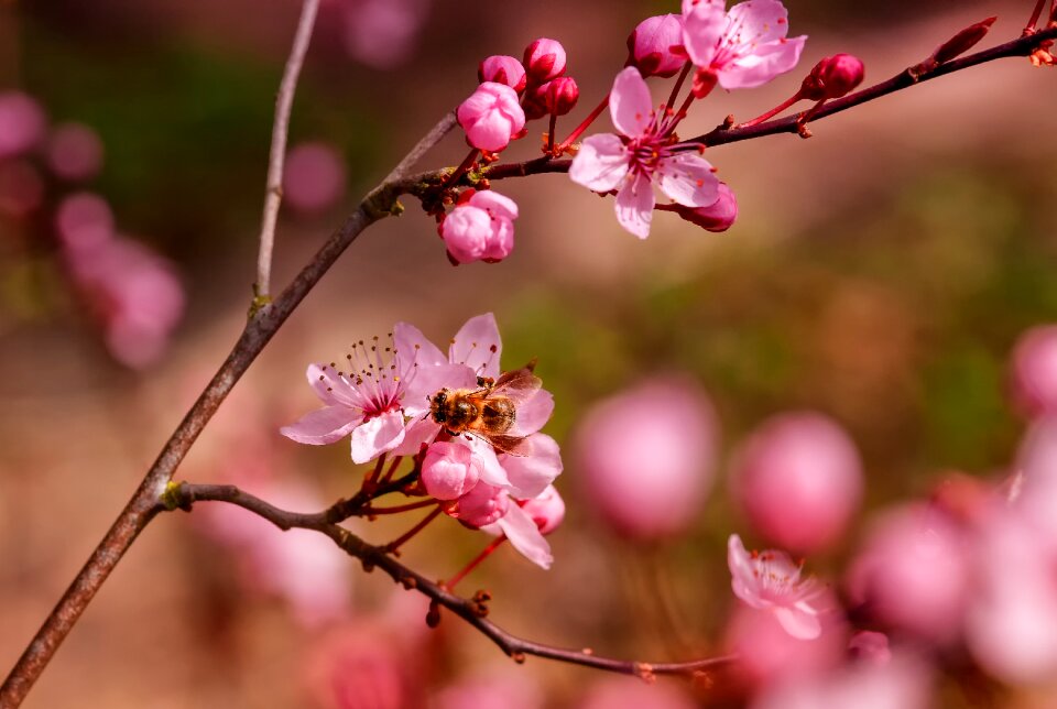 Nature cherry wood ornamental cherry photo