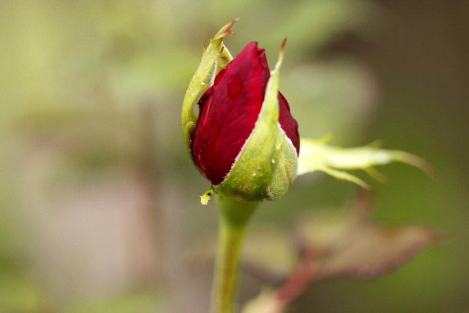 Rose garden plant