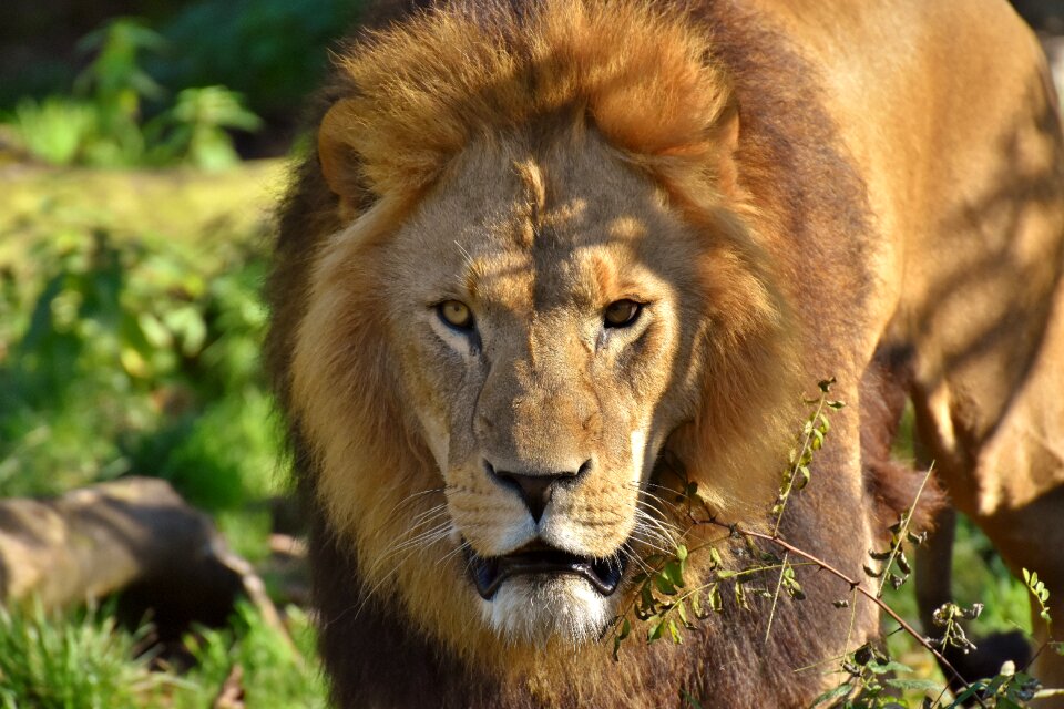 Mane big cat male photo