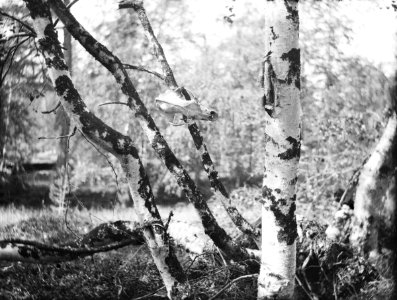 Karhun kallo roikkuu puunoksassa, Vuoskujärvi
