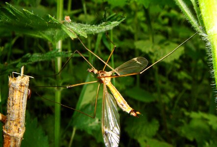 Plant leaf animals