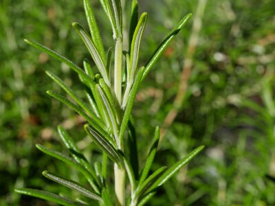 Culinary herbs spice mediterranean
