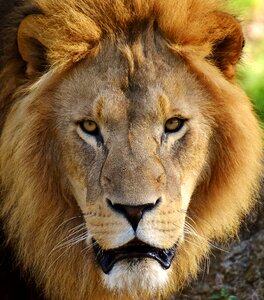 Mane big cat male photo