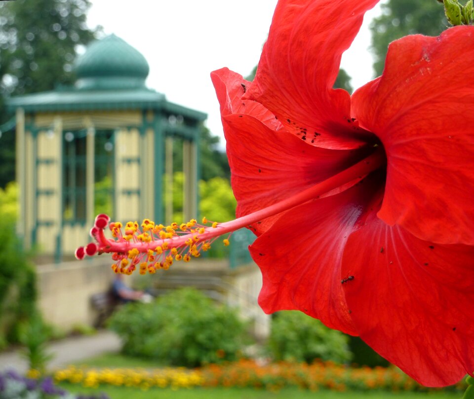 Mallow tropical red flower