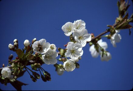 Blossom bloom fruit tree