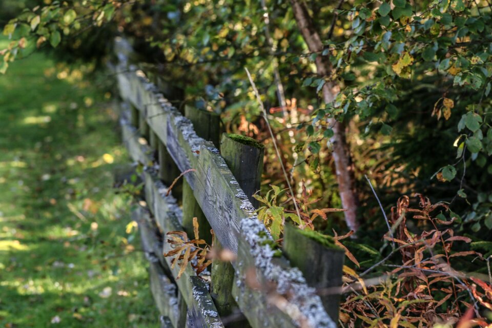 Garden forest landscape