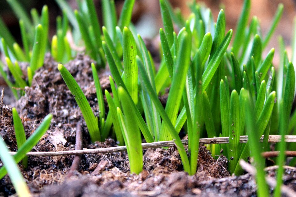 Soil leaf nature