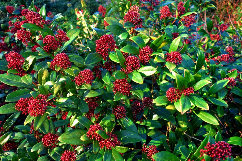 Shrub foliage flower
