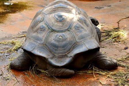 Zoo turtle tortoise photo