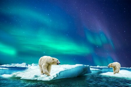 Polar animal aurora