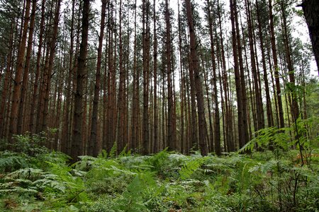 Forest tall europe