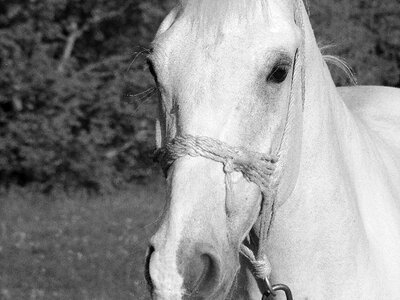 Horse jaw hoofed animals white horse